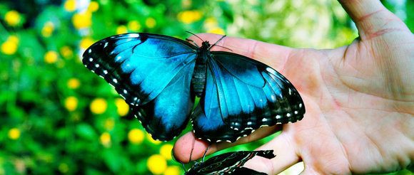 Butterfly in hand